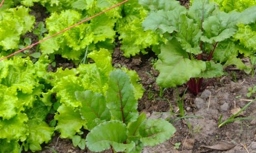 Porto Real realiza colheita de verduras produzidas por crianças no CEI Maria de Lourdes